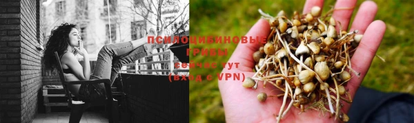 стаф Болотное